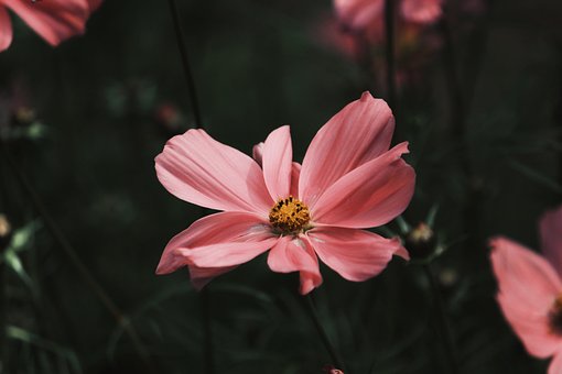 flor cosmos