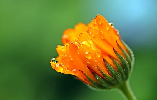 calêndula flor