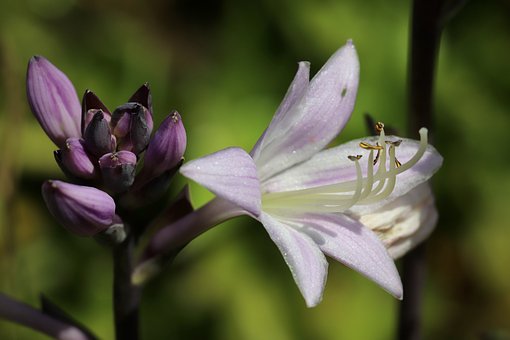 flor hosta