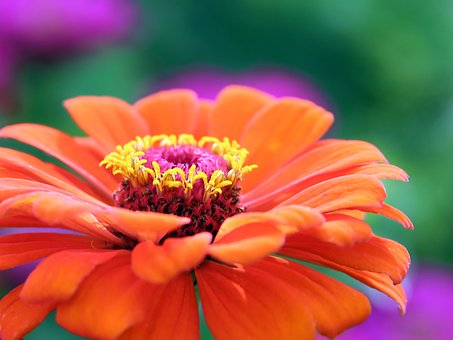 zinnia flor