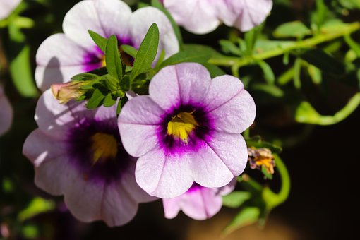flor petunia
