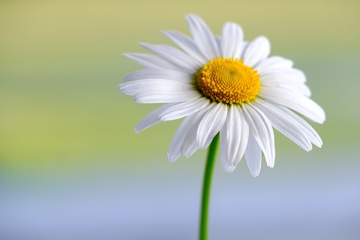flor margarida