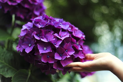 flor hortensia
