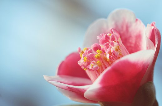 flor carmelia