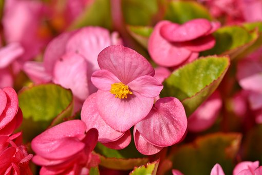 flor begonia