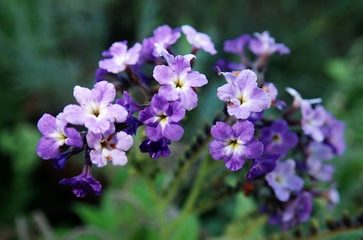 flor heliotrópio