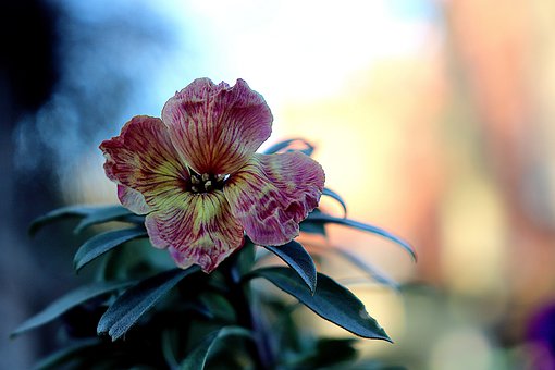 salpiglossis