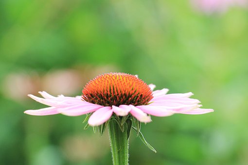 flor-de-cone echinacea