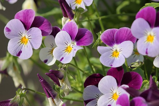 flor violeta