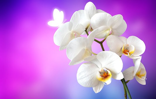 flor orquidea