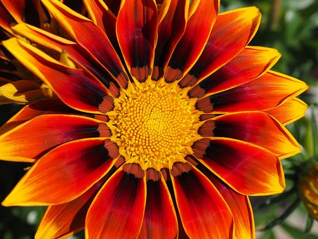 flor gazania
