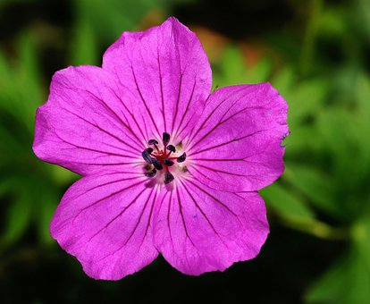 flor geranio