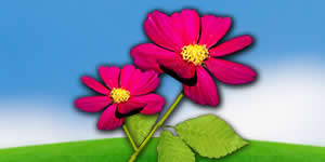 Moldura - Montagem De Florzinhas Rosas