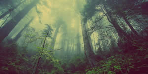 Sua foto preferida no meio da floresta!