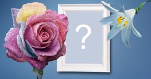 Moldura com rosa colorida, lírio branco e borda branca. Adicione sua foto