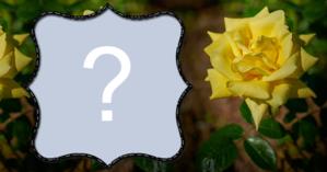 Linda montagem com Rosa amarela. Adicione sua Foto!