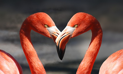 Como Ficaria sua Foto na Moldura de Flamingos?