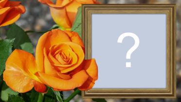 Beautiful photo montage with orange rose and wooden frame