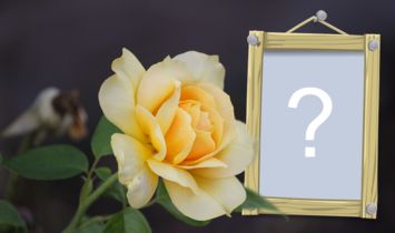 Rama foto frumoasă cu trandafir galben! Adăugați fotografia.