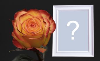 Cadru cu trandafir portocaliu și fundal închis. Adăugați fotografia