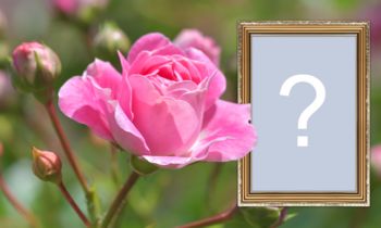 Ramă foto cu trandafir și graniță cu accente de aur