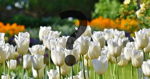 Moldura com vaso de Tulipas para você adicionar a sua foto! Moldura com vaso de Tulipas para você adicionar a sua foto!