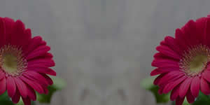 Moldura com mensagem de Bom Dia para os amigos. Adicione a sua foto!