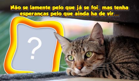 Linda Moldura de Gatinho com frase de Esperança. Faça com a sua Foto!