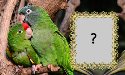 Linda moldura com papagaios. Faça com sua foto!