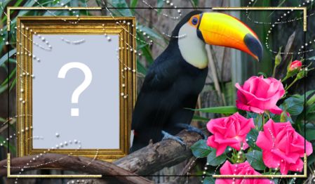 Linda Moldura com Tucano. Adicione a sua foto! Linda Moldura com Tucano. Adicione a sua foto!