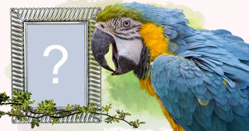 Linda moldura para foto com Arara azul! Adicione sua foto!