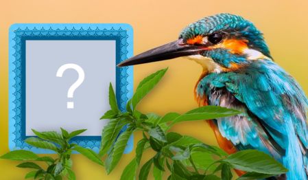 Linda Moldura com passarinho azul. Adicione uma foto!