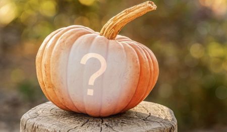 Montagem com foto na Abóbora. Crie a sua!