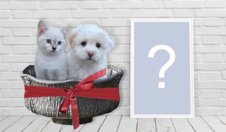 Coloque a sua foto no quadro ao lado dos animaizinhos!