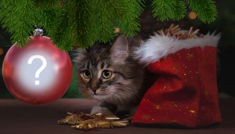 Linda moldura de Natal com gatinho. Coloque a sua foto na bolinha!