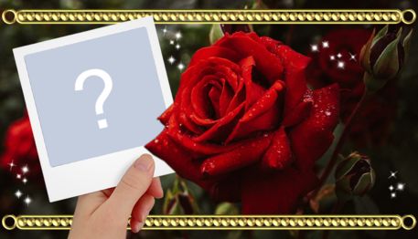 Linda montagem de foto polaroid ao lado de uma rosa vermelha. Adicione a sua foto!