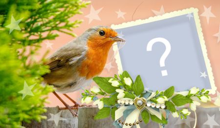 Linda moldura com passarinho Robin. Adicione uma foto!