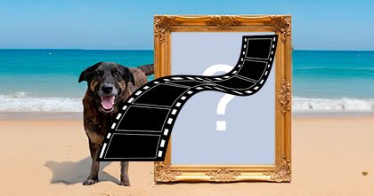 Crie seu video em homenagem ao cãozinho Orelha!