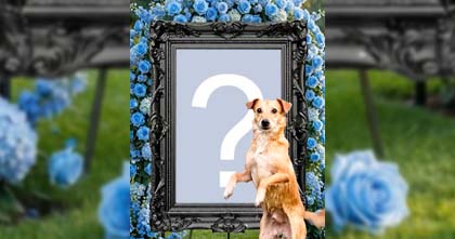 Crie um lindo video do cachorro caramelo dançando na frente da sua foto exposta no jardim num dia chuvoso!