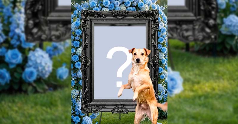 Crie um lindo video do cachorro caramelo dançando na frente da sua foto exposta no jardim num dia chuvoso!