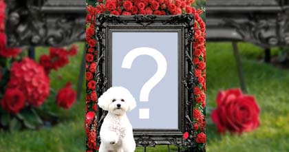 Crie um lindo video com cachorrinho branco dançando na frente da sua foto no jardim!