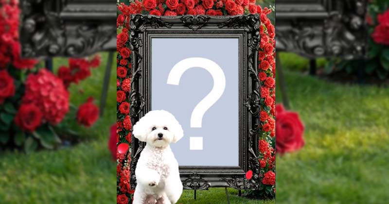 Crie um lindo video com cachorrinho branco dançando na frente da sua foto no jardim!