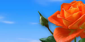 Rose photo collage with you and 3 friends!